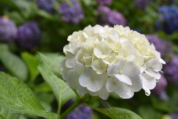 🏯 다카하타산 묘오인 곤고지(다카하타후도손) 이미지 9